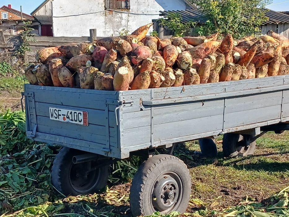 продам буряк  кормовий