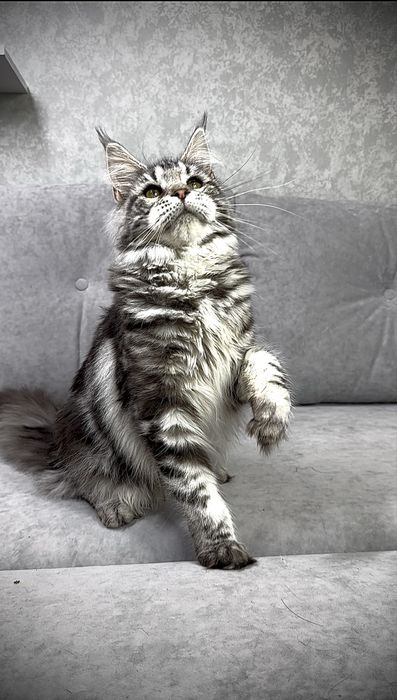 Дівчинка чорний мармур на сріблі