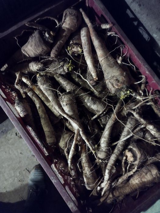 Pietruszka korzeniowa Arat