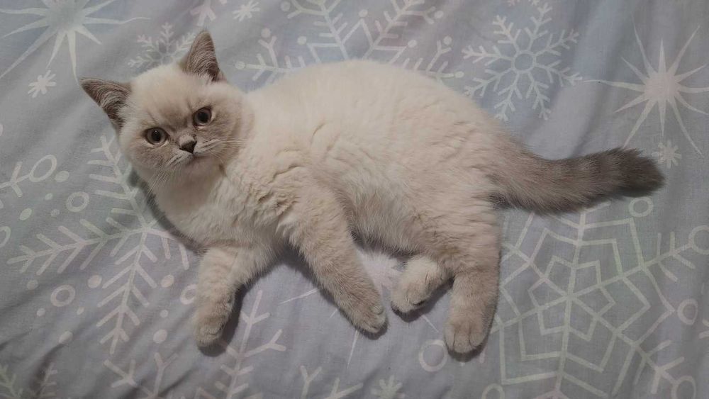 Шотландский красавец, подарит прекрасное потомство ! (Вязка.)