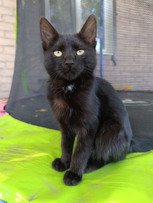 Віддам кошенят в добрі руки