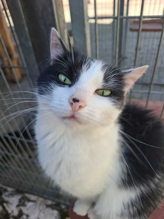 Cudna Frotka poleca się do adopcji