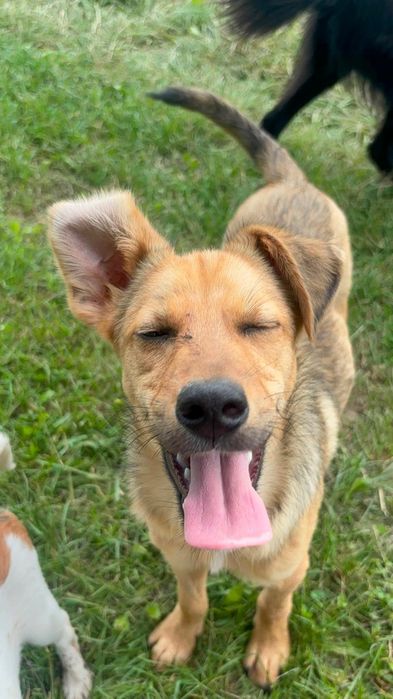 Wesoly Romek do adopcji