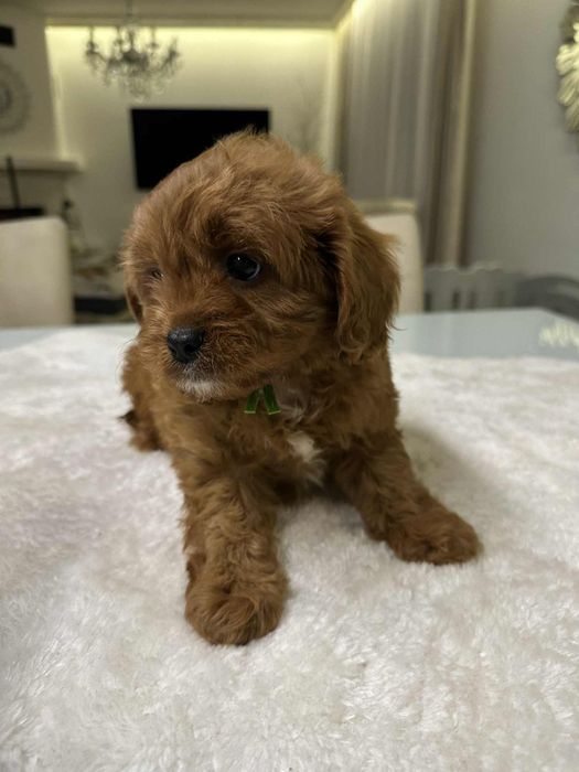 Cudowny chlopiec Cavapoo
