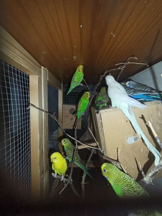 Vendo ou troco Piriquitos