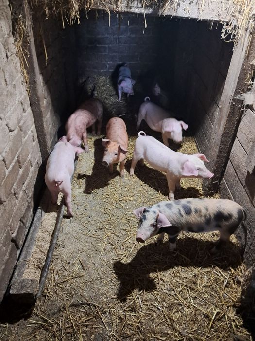 Поросята домашні.