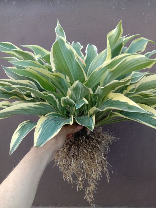 Хоста Lakeside Dragonfly