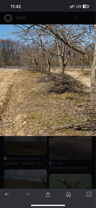 Обрізка плодових дерев