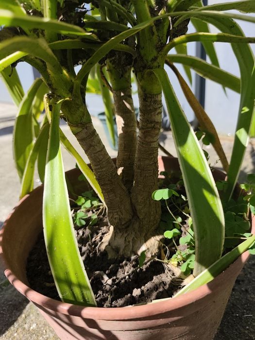 Fiteiro riscado em vaso