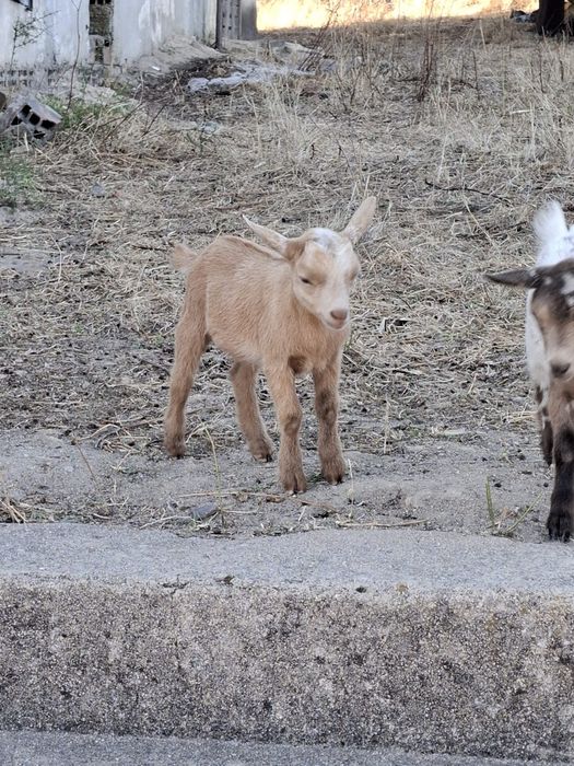 Cabras anãs para venda - Coruche