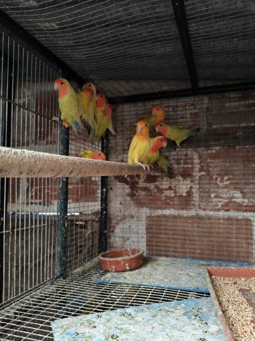 Roseicollis muito bonitos e meigos