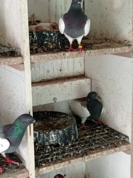 Gołębie gołąb murzyny ozdobne