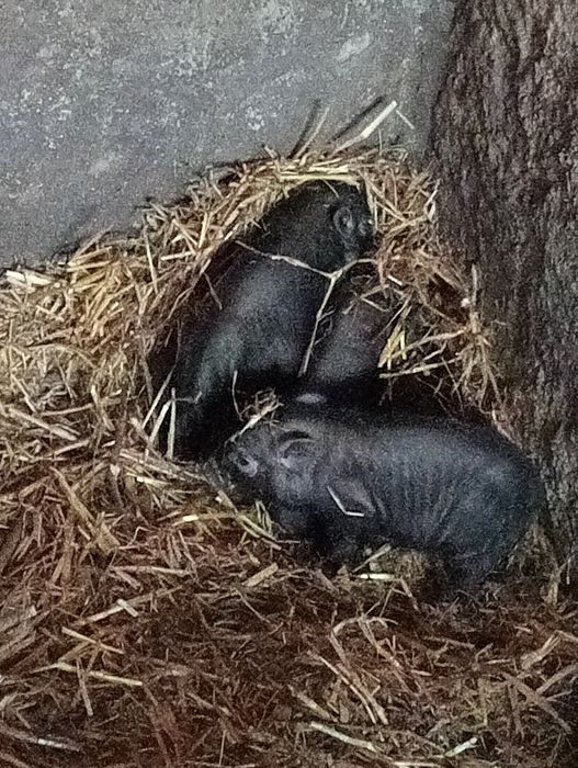 Vietnamita mini ping