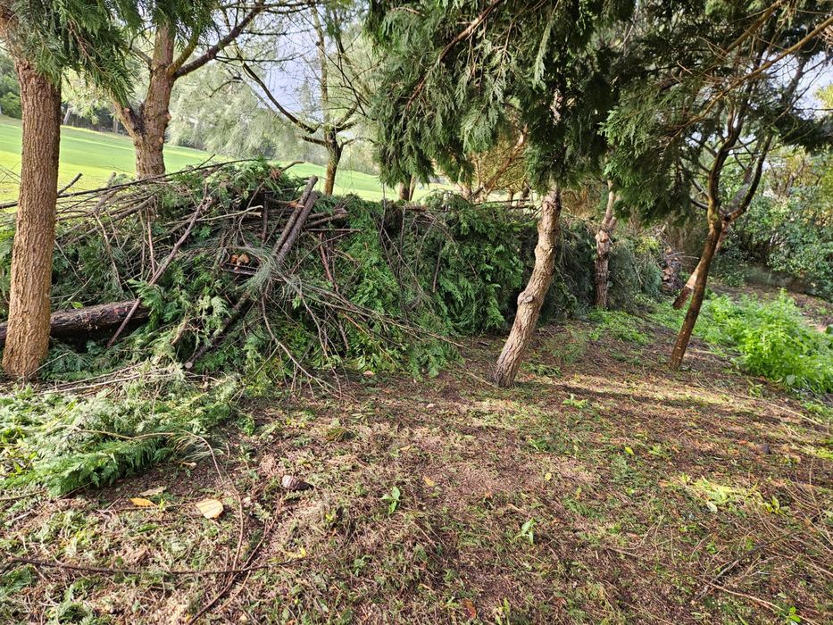 Corte de arvores e limpeza de terrenos