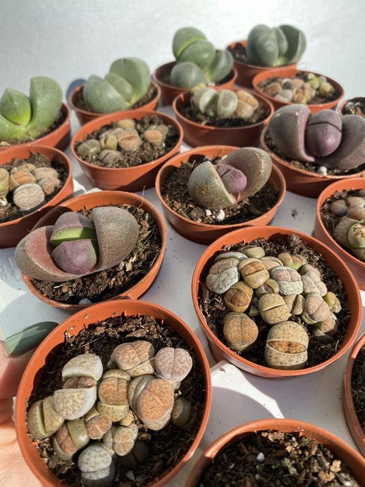 Літопси , живі камінці