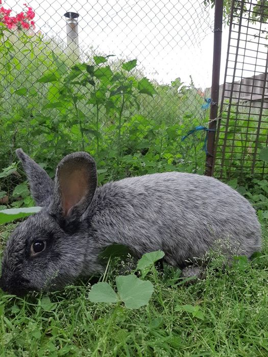 Пропонуємо кролів