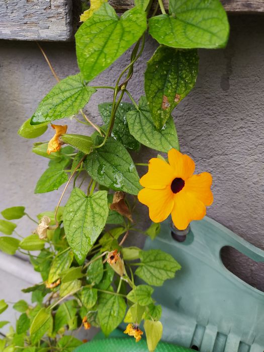 Suzana de olhos negros - Thunbergia alata