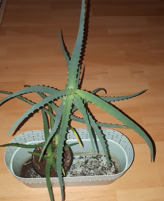 Aloes odbiór osobisty