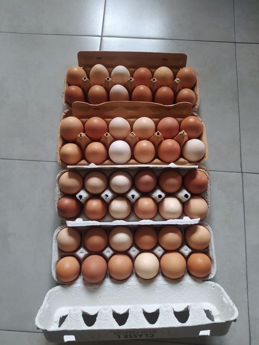 Ovos Galinhas, Ar livre Alimentação saudável