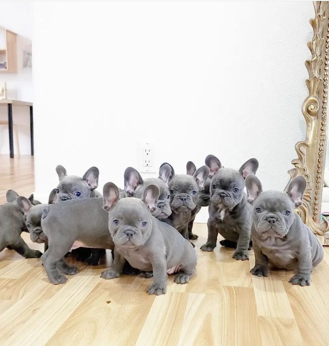 Блакитні  дівчата і хлопці