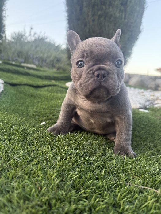 Bulldog francês blus solido olhos azuis