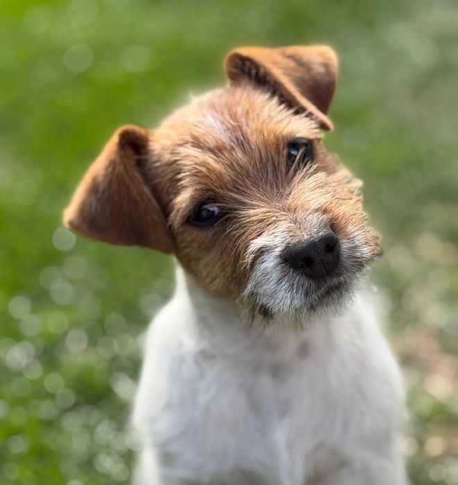 Jack Russell Terrier od # SMARTIE JACKS # unique rough haired female