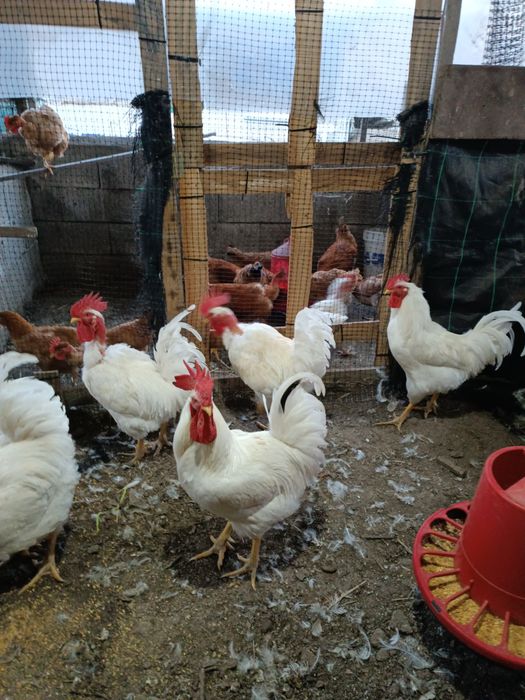 Ovos Qualidade Caseiros