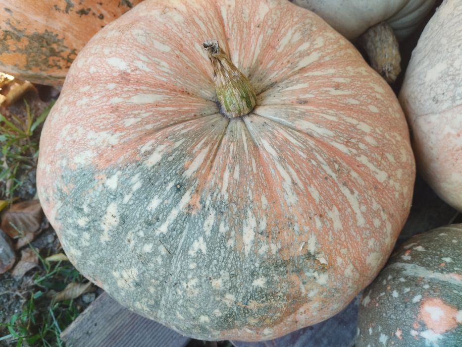 Abóboras de diversos tamanhos