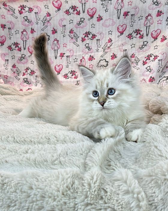 Клубные невские маскарадные котята
