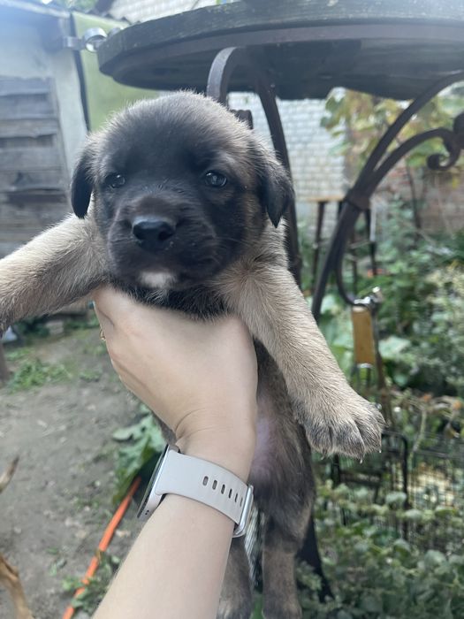 Віддам цуценят в добрі руки
