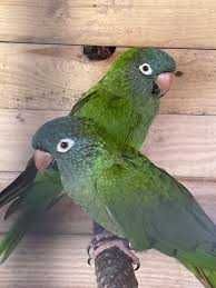 Conures de Cabeça Azul