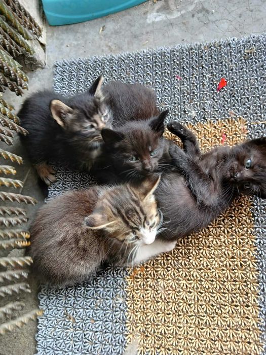 Gatos bebé adoção