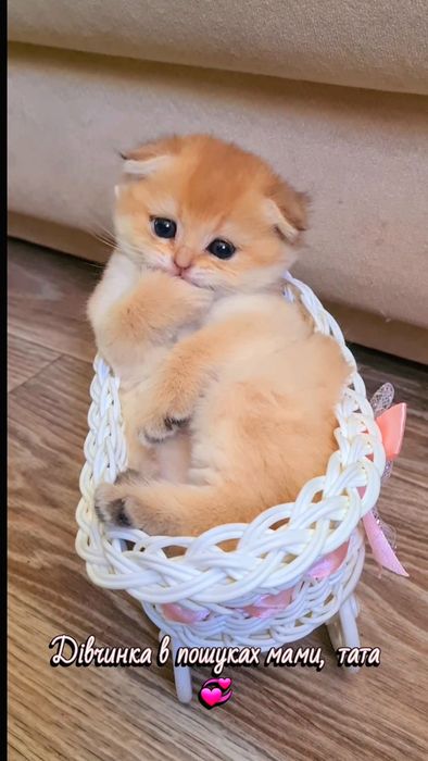 Кукольные малыши, котята золотая шиншилла