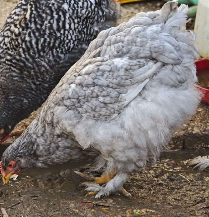 Casal Cochinchina