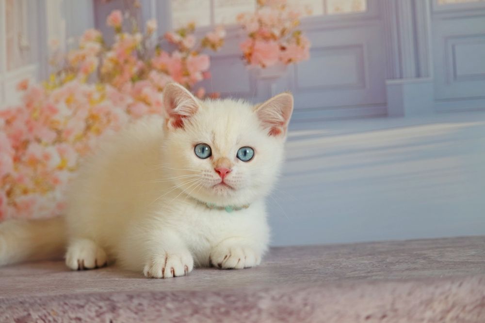 Британский золотой поинт мальчик