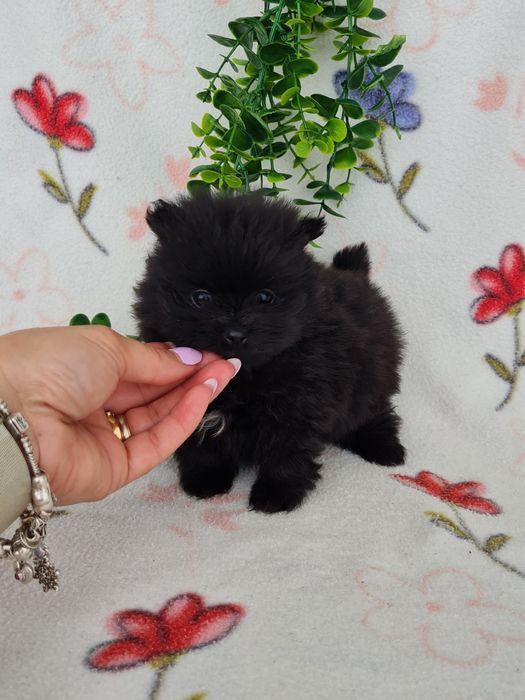 Estupenda menina mini mini 590g pronta entrega  Lulu da Pomerânia/Spitz Alemão Anão de Qualidade
