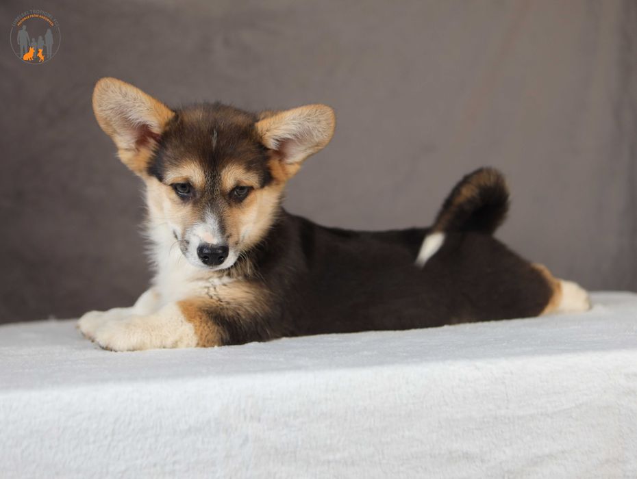 Welsh Corgi Pembroke - rodzice przebadani na chor. gen