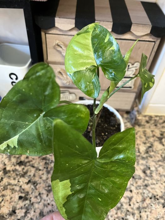 Syngoniuns plantas naturais (raras)