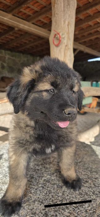 Cão Serra da Estrela c/ LOP