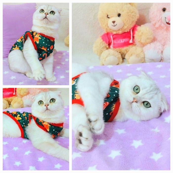 Срібляста шиншилка хлопчик красунчик