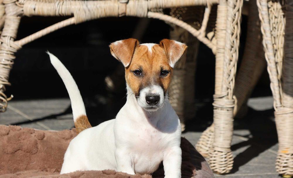 Piesek Jack Russell Terrier z hodowli "BREFIO"/2,5 miesięczny/