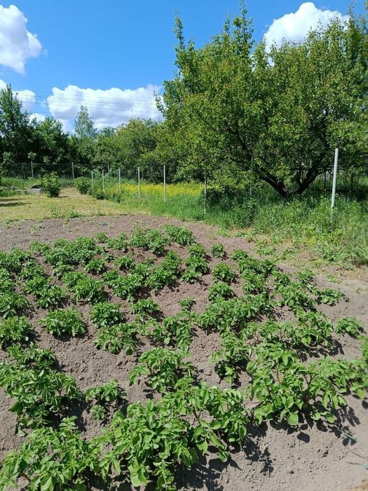 Продам будинок з земельною ділянкою ст Рябіна, с. Ст. Безрадичі