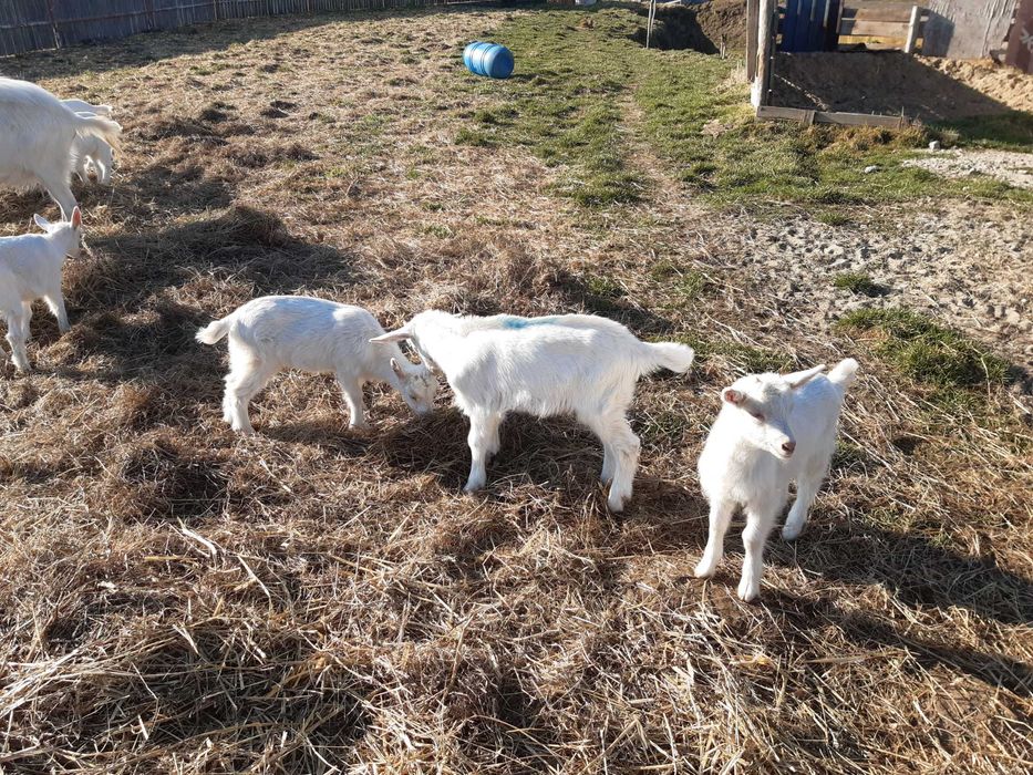 Młode Kozy Saaneńskie wysoce mleczne