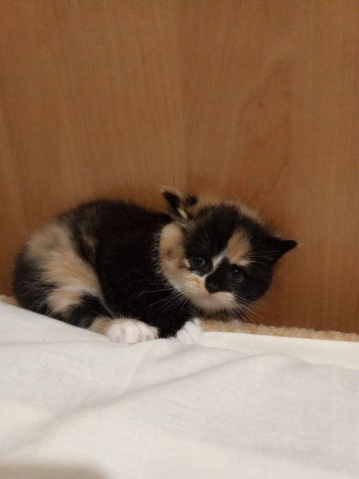 Висловухі кошенята