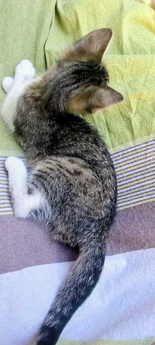Кошечки в добрые руки