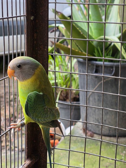 Cabeça de ameixa fêmeas