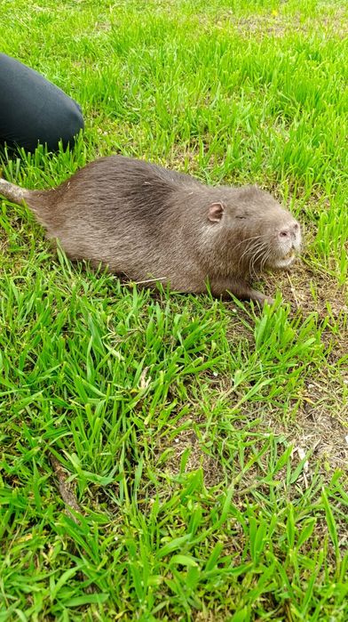 Нутрія на розвод