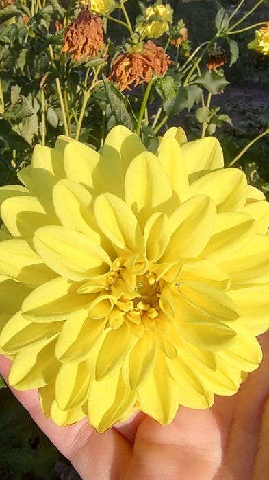 Продам калли, гладіолус