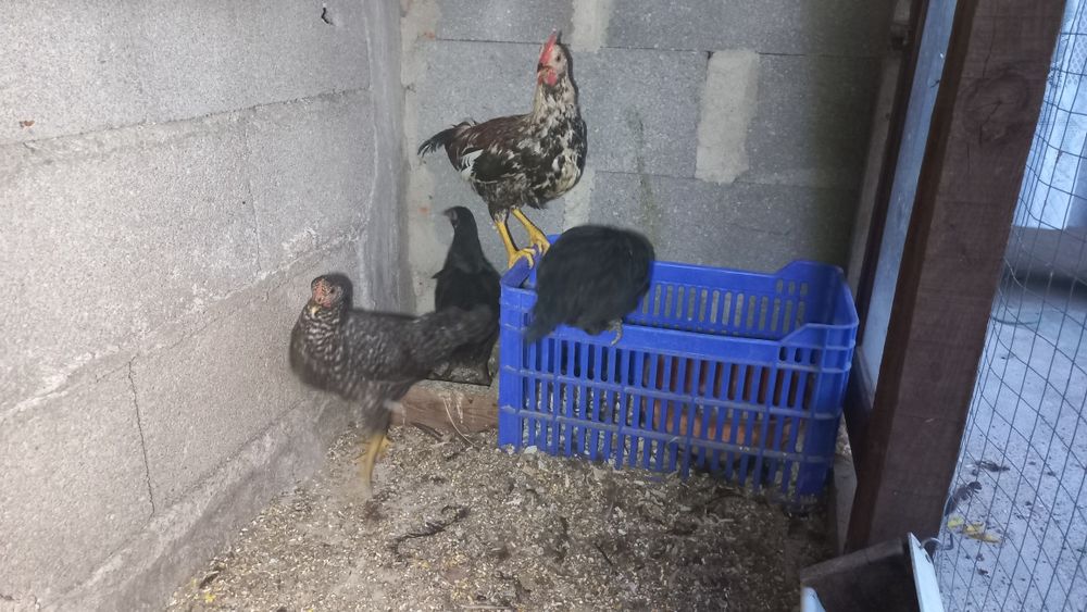 Tenho algumas coquitas e um pato