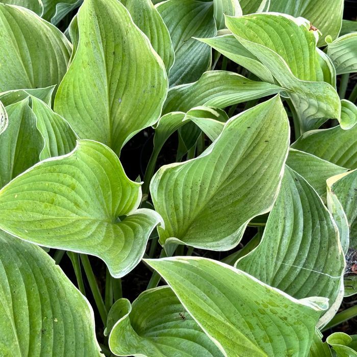 Funkia Hosta 'Regal Splendor' W DONICZCE 5.0L, OGROMNE LIŚCIE